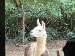 -广州长隆野生动物世界