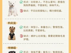 -翊宠yipet猫狗购宠庄园犬舍•猫舍