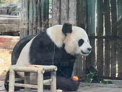 -大连森林动物园