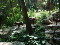 -大岭沟猕猴桃谷风景区
