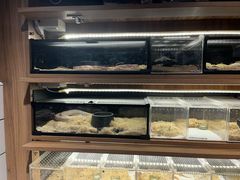 -酷以爬仙阁实体爬宠店·守宫·蜥蜴·专业繁育