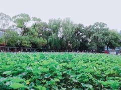 -四川大学(望江校区)
