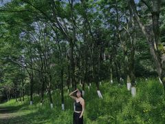 -铁山坪森林公园