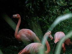 -云南野生动物园