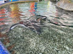 -珠海长隆海洋王国