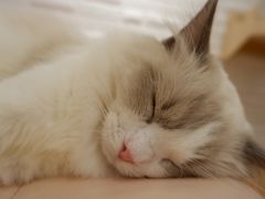 -momokira米努特·德文卷毛猫·棉花面纱犬