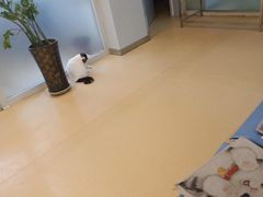 -瑞派宠物医院·内科·软组织·绝育中心(沈阳八纬路分院)