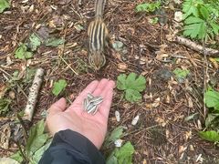 -五营红松林海景区