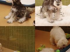 -帕帕拉兹宠物(亚洲旗舰店)