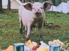 -硗碛藏寨·神木垒景区