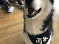 -Husky Go! 哈士奇体验馆·宠物咖啡厅狗咖