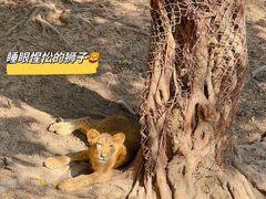 -深圳野生动物园