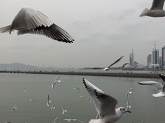 -栈桥景区