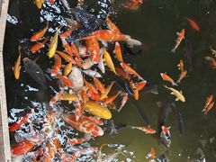 -南宫五洲植物乐园