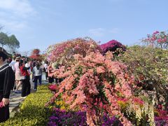 -东莞植物园