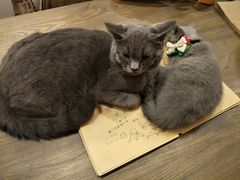 -共舞时光猫咖·狗咖(新街口店)