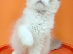 -三花喵·撸猫购宠·宠物生活馆(虹桥南丰城店)