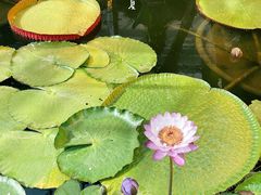 -国家植物园南园