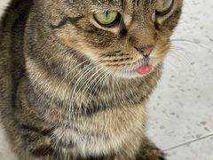 -喵园·猫主题咖啡厅·撸猫·猫咖(国贸店)