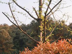 -铁山坪森林公园