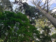 -天目山大树王景区