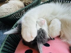 -Cappucimeow猫咪咖啡馆(韦伯时代店)
