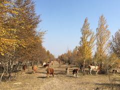 -塞罕坝国家级自然保护区