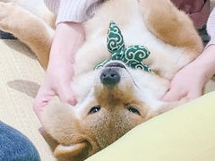 -逗柴咖啡屋·狗咖猫咖宠物桌游