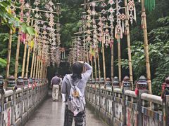 -西双版纳原始森林公园