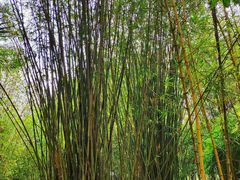 -红色娘子军纪念园