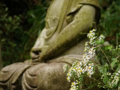 -武陵山森林公园
