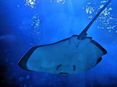 -芜湖新华联大白鲸海洋公园