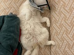 -宠爱国际动物医院· 猫科· 外科·中兽医(长白店)