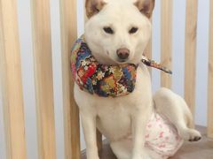 -柴迷FANS CLUB·柴犬狗咖·猫咖