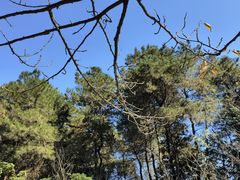 -铁山坪森林公园