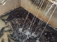 -抚仙湖生态石锅鱼野生菌(告庄店)