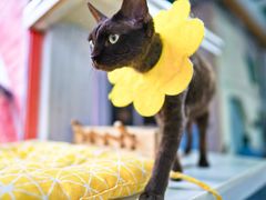 -喵屿·大理花园猫咖