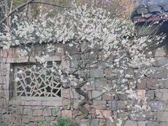 -杭州植物园