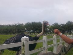 -瑞穗牧场