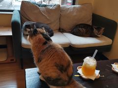 -滚猫咖啡·猫咖·猫友好撸猫(未来城店)