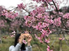 -红山村