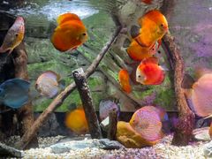 -上海海洋水族馆