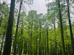 -渌洋湖湿地公园