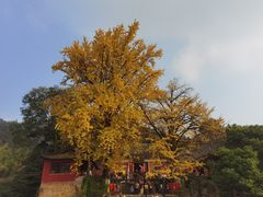 -佛荫寺
