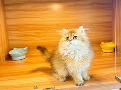 -猫十亿·布偶金渐层·曼基康矮脚猫舍(青年路店)