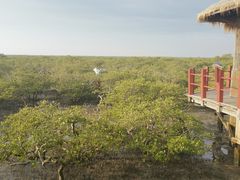 -北海金海湾红树林生态旅游区