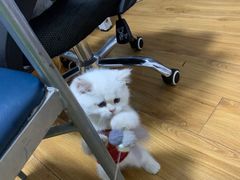 -喵zoo家庭繁育猫舍(尖东智能花园店)