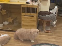 -滚猫咖啡·猫咖·猫友好撸猫(未来城店)