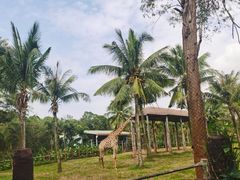 -海南热带野生动植物园