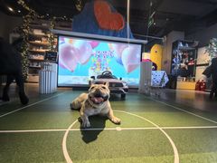 -百好乐宠物友好餐厅(朝外大街店)